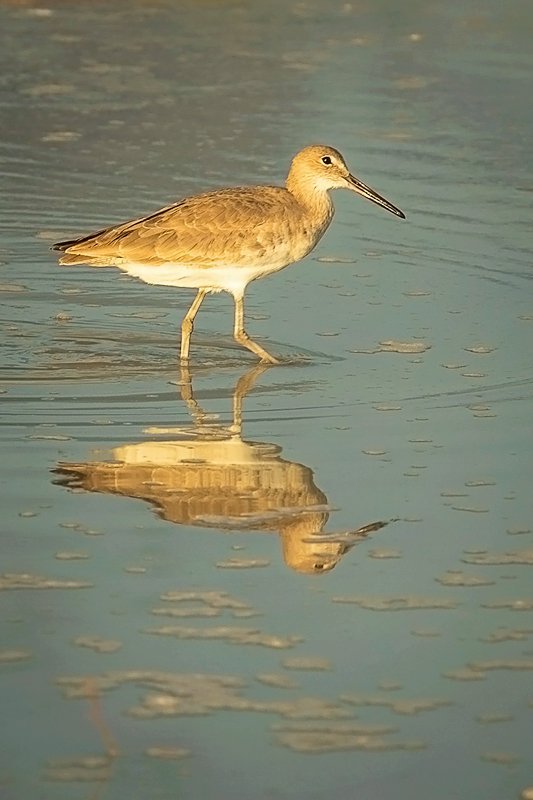 bird on beach